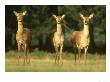 Red Deer, Group Of Three Hinds Head-On, Uk by Mark Hamblin Limited Edition Print