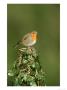Robin, Adult Perched On Ivy Covered Stump, Uk by Mark Hamblin Limited Edition Print