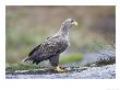 White-Tailed Eagle, Adult, Norway by Mark Hamblin Limited Edition Pricing Art Print