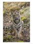 Bengal Tiger, Young Male Sitting In Leaf Litter, Madhya Pradesh, India by Elliott Neep Limited Edition Print