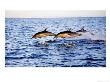 Common Dolphins, San Diego, Usa by Richard Herrmann Limited Edition Print