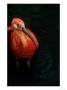 Scarlet Ibis, Eudocimus Ruber by David Tipling Limited Edition Print