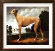 Greyhound In A Parkland Landscape by Christine Merrill Limited Edition Pricing Art Print