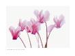 Cyclamen by Maria Mosolova Limited Edition Print