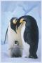 Penguin Family Portrait by Tim Davis Limited Edition Print