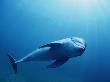 Bottlenose Dolphin, Honduras, Caribbean Sea by Doug Perrine Limited Edition Print