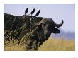 Portrait Of A Cape Buffalo, Serengeti National Park, Tanzania by George F. Mobley Limited Edition Print