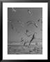 Large Group Of Sea Gulls Flying Around And On Beach by Eliot Elisofon Limited Edition Print