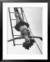 Circus Performer Hanging Upside Down by Cornell Capa Limited Edition Pricing Art Print