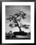 50 Year Old Bonsai Maple Tree On Estate Of Collector Keibun Tanaka In Suburb Of Tokyo by Alfred Eisenstaedt Limited Edition Print