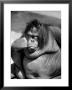 Sandra The Orangutan With Cheek Resting On Hand And Thoughtful Expression, At The Bronx Zoo by Nina Leen Limited Edition Print