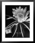 View Of A Night Blooming Cereus Blooming At 12:00 Am by Eliot Elisofon Limited Edition Pricing Art Print