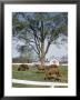 Calumet, Horse Farm by Eliot Elisofon Limited Edition Pricing Art Print