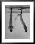 Mosquito Larvae Hanging Upside Down From Snorkel-Like Breathing Tubes by J. R. Eyerman Limited Edition Print