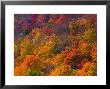 White Mountain National Park, New Hampshire, Usa by Alan Copson Limited Edition Print