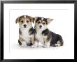 Two Pembrokeshire Welsh Corgi Pups, 9 Weeks Old, Ears Starting To Prick by Jane Burton Limited Edition Print