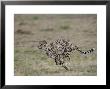 Cheetah, Masai Mara National Reserve, Kenya, East Africa, Africa by James Hager Limited Edition Print