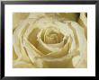 Portrait Of A White Rose Corolla by Murray Louise Limited Edition Print