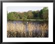 Reeds By The River Yare, Norfolk, England, United Kingdom by Charcrit Boonsom Limited Edition Print