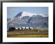 Old Colliery Locomotive, Ny Alesund, Spitsbergen, Norway, Scandinavia by David Lomax Limited Edition Print