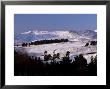 Pines On Winter Hillside, Cairngorm Mountains, Deeside, Highland Region, Scotland by Lousie Murray Limited Edition Print