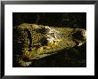 Close-Up Of The Head Of A Common Caiman, River Chagres, Soberania Forest National Park, Panama by Sergio Pitamitz Limited Edition Print