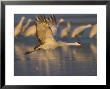 Sandhill Crane (Grus Canadensis), Bosque Del Apache, Socorro, New Mexico, Usa by Thorsten Milse Limited Edition Print