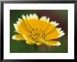 Golden Eye, Chrysanthemum Segetum, Bielefeld, Germany by Thorsten Milse Limited Edition Pricing Art Print