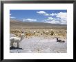 Domesticated Alpacas Grazing On Altiplano, Near Arequipa, Peru, South America by Tony Waltham Limited Edition Print