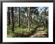 Path Through Pines, Mountain Pine Ridge, Belize, Central America by Upperhall Limited Edition Print