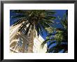 Harbourside Palms, Sanary-Sur-Mer, Var, Cote D'azur, Provence, France, Europe by Ruth Tomlinson Limited Edition Print