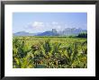 Mauritius, Scenic In The North West Region Of The Island by Fraser Hall Limited Edition Pricing Art Print
