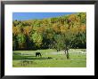 Horse Grazing In Paddock, Near Jackson, New Hampshire, Usa by Fraser Hall Limited Edition Print
