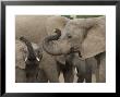 African Elephant (Loxodonta Africana), Addo Elephant National Park, South Africa, Africa by Ann & Steve Toon Limited Edition Print