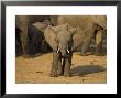 Baby Elephant, Eastern Cape, South Africa by Ann & Steve Toon Limited Edition Print