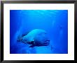 Maori Wrasse At Cod Hole, Great Barrier Reef by Robert Halstead Limited Edition Print