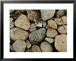 Close-Up Of Rocks On A Beach, Block Island, Rhode Island by Todd Gipstein Limited Edition Pricing Art Print