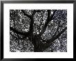 Big Tree In The Rainforest Of Honolulu, Hawaii by Stacy Gold Limited Edition Print