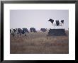 Cows Grazing In Field, Side View, Kansas by Brimberg & Coulson Limited Edition Print