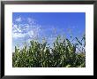 Field Of Corn Against A Clear Blue Sky, Virginia by Kenneth Garrett Limited Edition Print