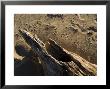 Driftwood On The Beach With Bird Footprints In The Sand, Block Island, Rhode Island by Todd Gipstein Limited Edition Print