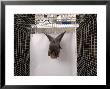 Rodrigues Fruit Bat, Lincoln, Nebraska by Joel Sartore Limited Edition Pricing Art Print