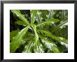 Leafy Green Plant In Honolulu, Hawaii by Stacy Gold Limited Edition Print