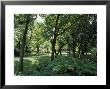 Scenic And Shady Central Park Garden Pathway On A Summers Afternoon, New York by Jason Edwards Limited Edition Print