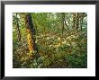 Mountain Laurel Blooming In A Hyner View State Park Forest by Skip Brown Limited Edition Print