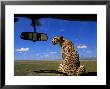 Cheetah Watches For Prey From Atop The Hood Of A Safari Vehicle by John Eastcott & Yva Momatiuk Limited Edition Print