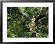 Statue Of Virginia Dare At The Elizabethan Gardens by Vlad Kharitonov Limited Edition Print