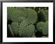 Close View Of Cactus Pads In The Arizona Desert by Todd Gipstein Limited Edition Print