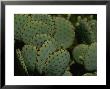 Close View Of Cactus Pads In The Arizona Desert by Todd Gipstein Limited Edition Print