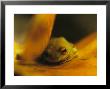 Frog Resting On A Yellowed Leaf by Michael Nichols Limited Edition Pricing Art Print